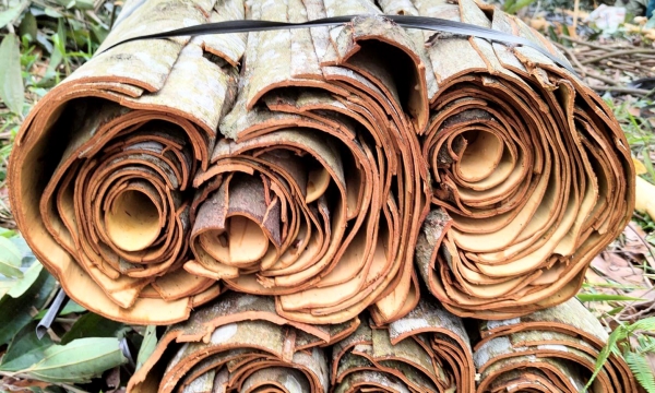 Sustainable and emission-reducing cinnamon production