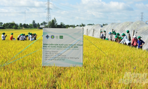 Producing rice using organic compost made from straw helps reduce costs by 40%