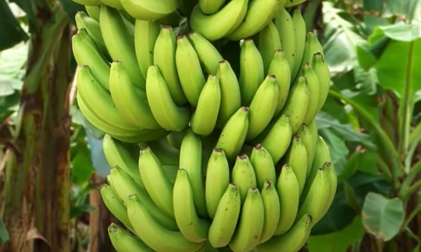 Japanese consumers are increasing their purchase of Vietnamese bananas