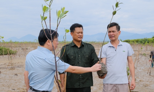 Overcoming challenges to promote mangrove reforestation