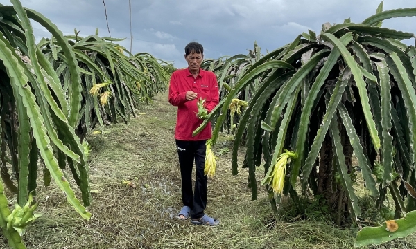 Sustainable growth of dragon fruit in Binh Thuan province: numerous challenges