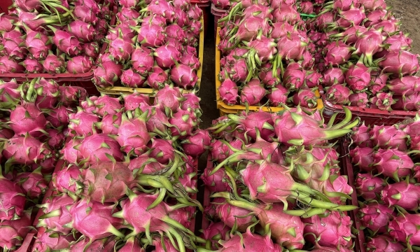Sustainable growth of dragon fruit in Binh Thuan province: linkage and quality