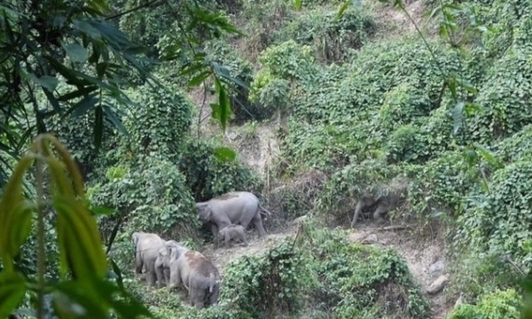 United States Forest Service to support Quang Nam province in elephant conservation