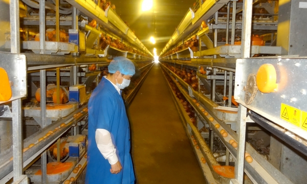 Vietnam to promote its export of poultry eggs