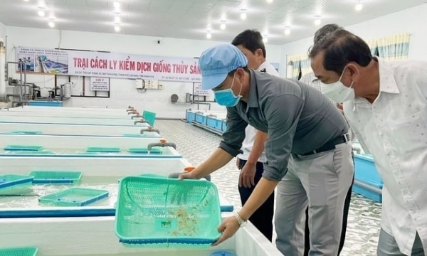 Developing lobster farming: Tightening control on imported breeding stock