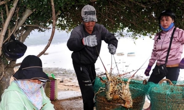 Developing lobster farming: output challenges