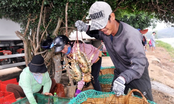 Developing lobster farming: Brand positioning