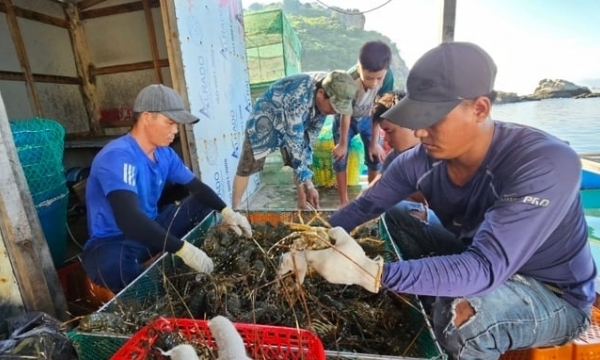 Developing lobster farming: origin traceability