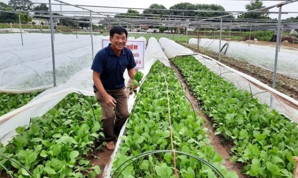 Hanoi pioneering in implementing IPHM for safe vegetables