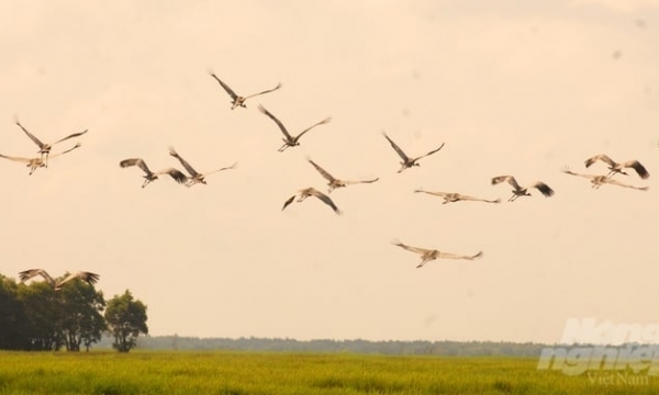 185 Billion VND Project for Red-crowned crane conservation in Dong Thap province