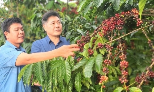Community agricultural extension supports sustainable development of coffee in the Central Highlands