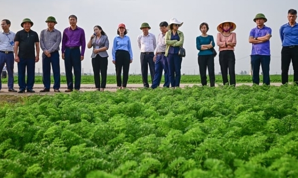 A successful winter crop production in Hai Duong province
