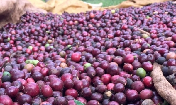 Vietnam's coffee prices has the potential to be highest in the world in 2024