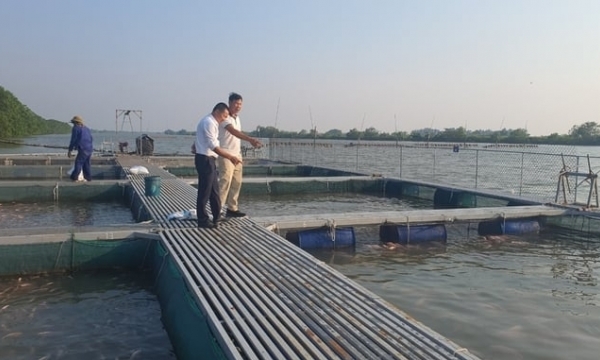Application of technology to produce tilapia feed from pangasius byproducts