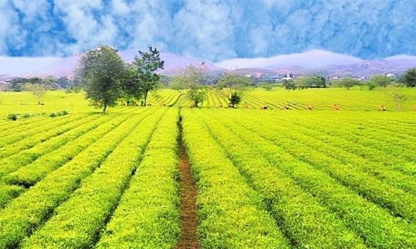 Establishing an RA-compliant international tea brand