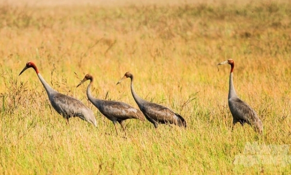 Four red-crowned cranes returned to Tram Chim National Park