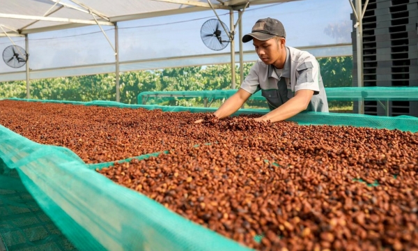 Vietnam coffee continuously sets new price records