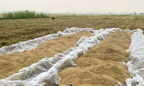 Exports of Vietnamese rice surged within the first two months of 2024