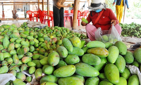 Establishing a high-quality mango production chain for export