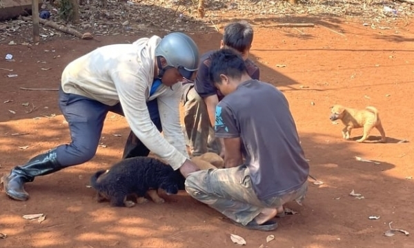 Dissemination, management, and vaccination: effective solutions in rabies prevention