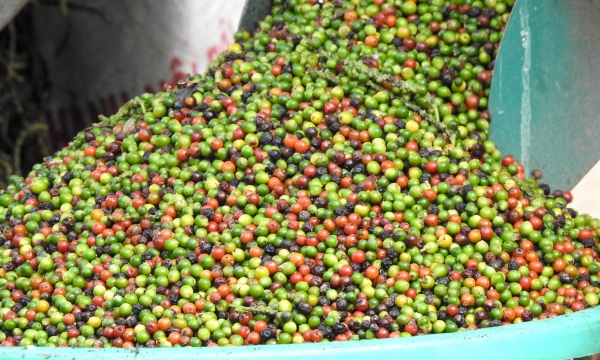 Vietnam's pepper exports experience sharp decline