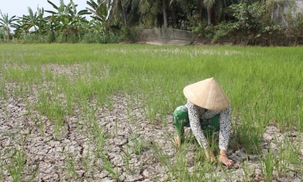 Over 32,000 hectares of crops affected by drought and salinity nationwide