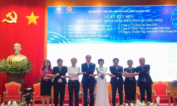Quang Ninh province collaborates with 7 businesses to develop mariculture