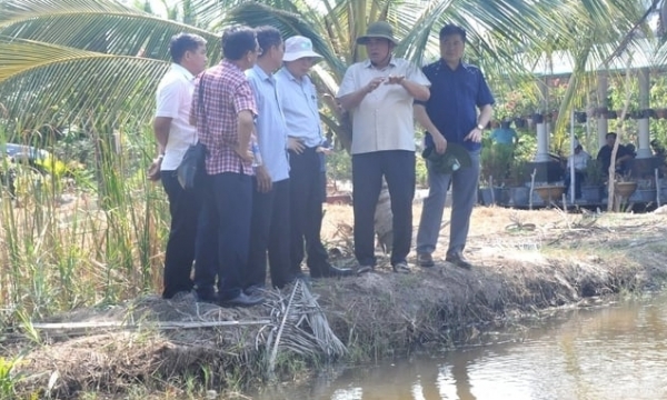 Organic rice-shrimp to participate in the project for one million hectares of rice