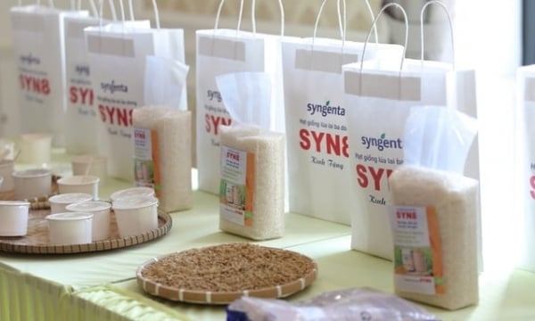 Syngenta Vietnam launches Syn8 three-line hybrid rice variety