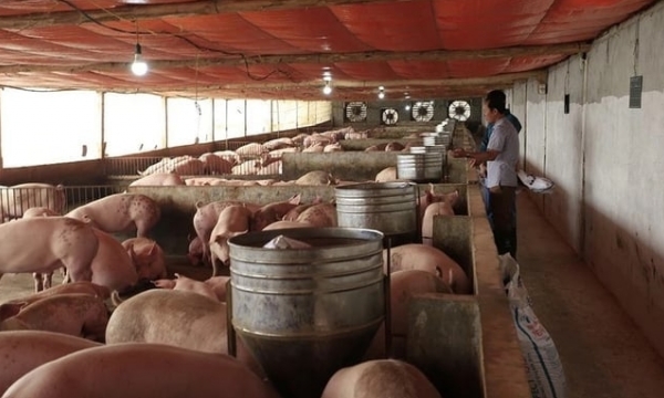 Biosafe livestock farming facilitates disease prevention