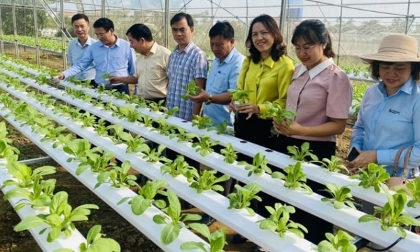 Doubling profits after converting to hydroponic vegetable farming