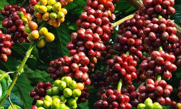 Risks to the supply sources in leading coffee-producing countries persist
