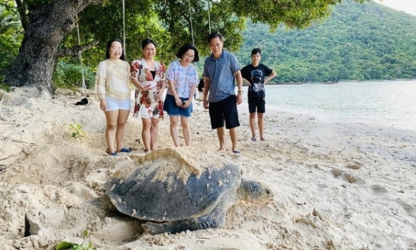 Sea turtle nesting season beginning in Con Dao district