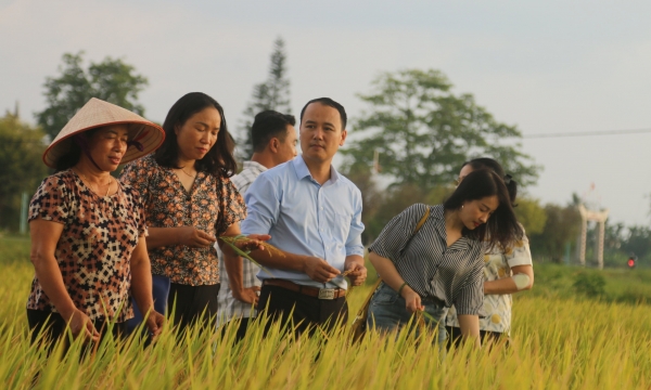 Doanh nghiệp đất Cảng liên kết với nông dân sản xuất lúa hữu cơ