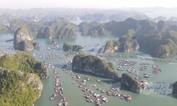 Aquaculture in Cat Ba in line with the sustainable and environmentally friendly direction