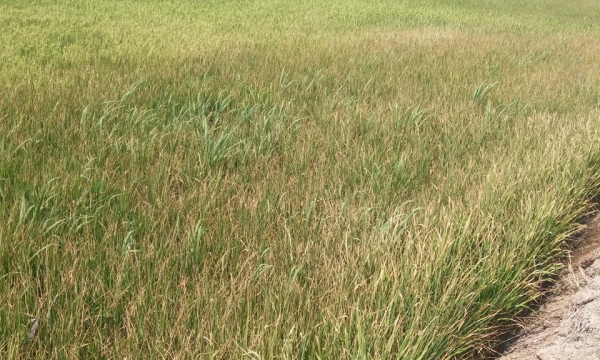3.000 ha lúa ở Gò Công Đông có nguy cơ mất trắng vì hạn mặn