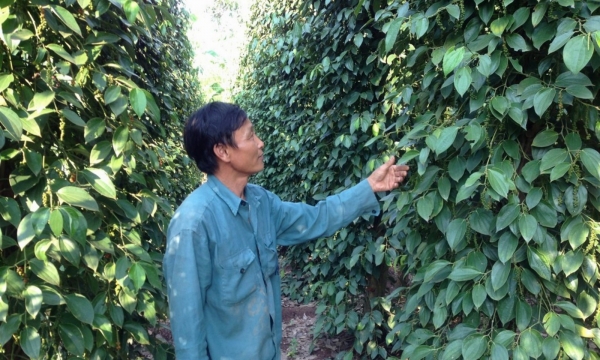 Gần 1.000 ha cây trồng ở Bình Phước có nguy cơ thiếu nước