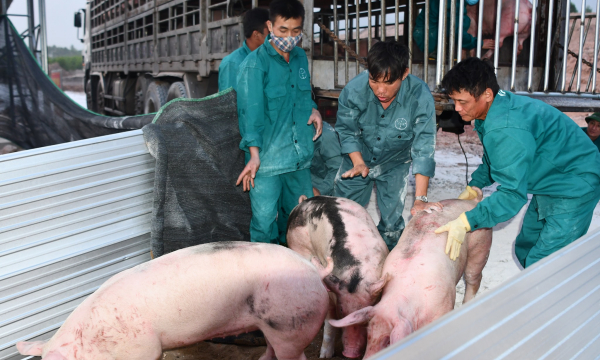 Lô lợn giống bố mẹ Thái Lan đã về Việt Nam