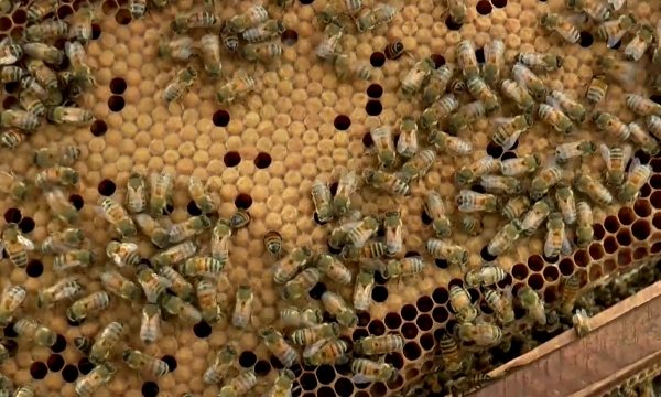 Nông dân miền Tây nuôi ong thụ phấn làm nông nghiệp sạch