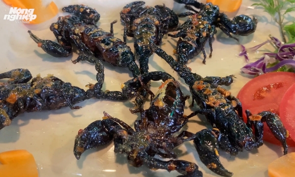 Những món ăn độc lạ từ côn trùng mà người Sài Gòn thích thú