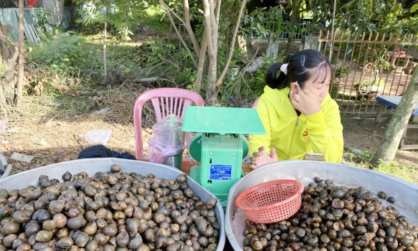 Ốc đồng Campuchia đầu mùa lũ vào nhà hàng giá 180.000 đồng/kg nhưng không đủ bán