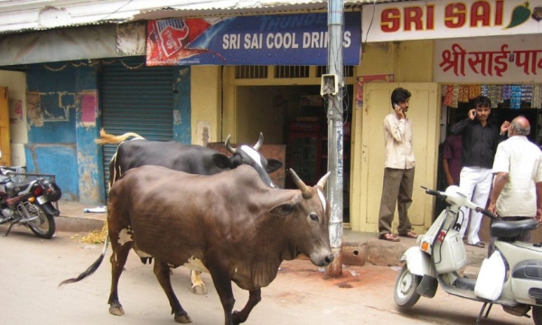 Bang Chhattisgarh mua phân bò với giá 0,02 USD/kg