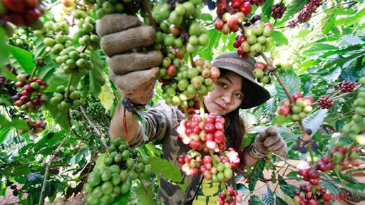 Vietnam to increase domestic coffee consumption
