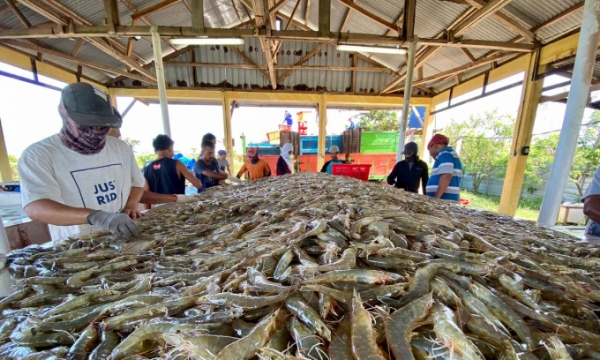 Indonesia aims to become the world’s largest whiteleg shrimp producer