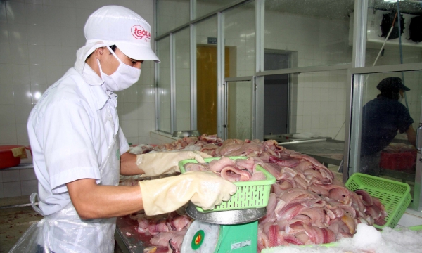 Vietnamese ‘tra’ fish exports to the UK rise despite COVID-19 pandemic