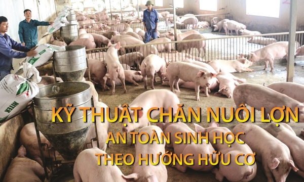 Kỹ thuật chăn nuôi lợn an toàn sinh học theo hướng hữu cơ
