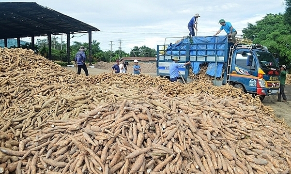Vietnam’s cassava price forecast to stay high due to raw material shortage