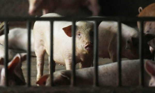 Giá lợn con tại thị trường lớn nhất thế giới tăng mạnh