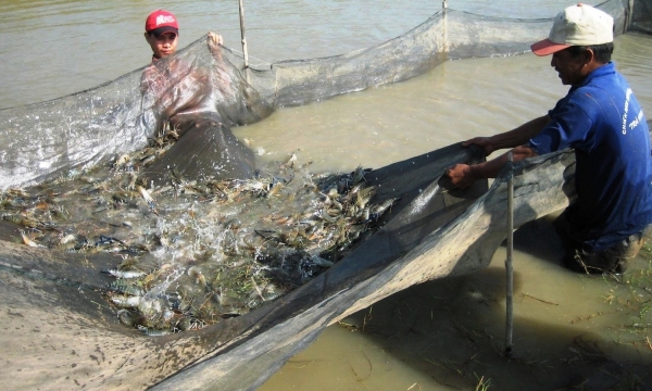 Kế hoạch phòng, chống dịch bệnh nguy hiểm trên thủy sản nuôi đến 2030