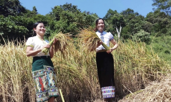 Đặc sản lúa tẻ thơm Na Loi